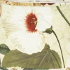 Ovala Lampskärmar < PR Home Omera Oval Lampskärm 20cm Botany Offwhite